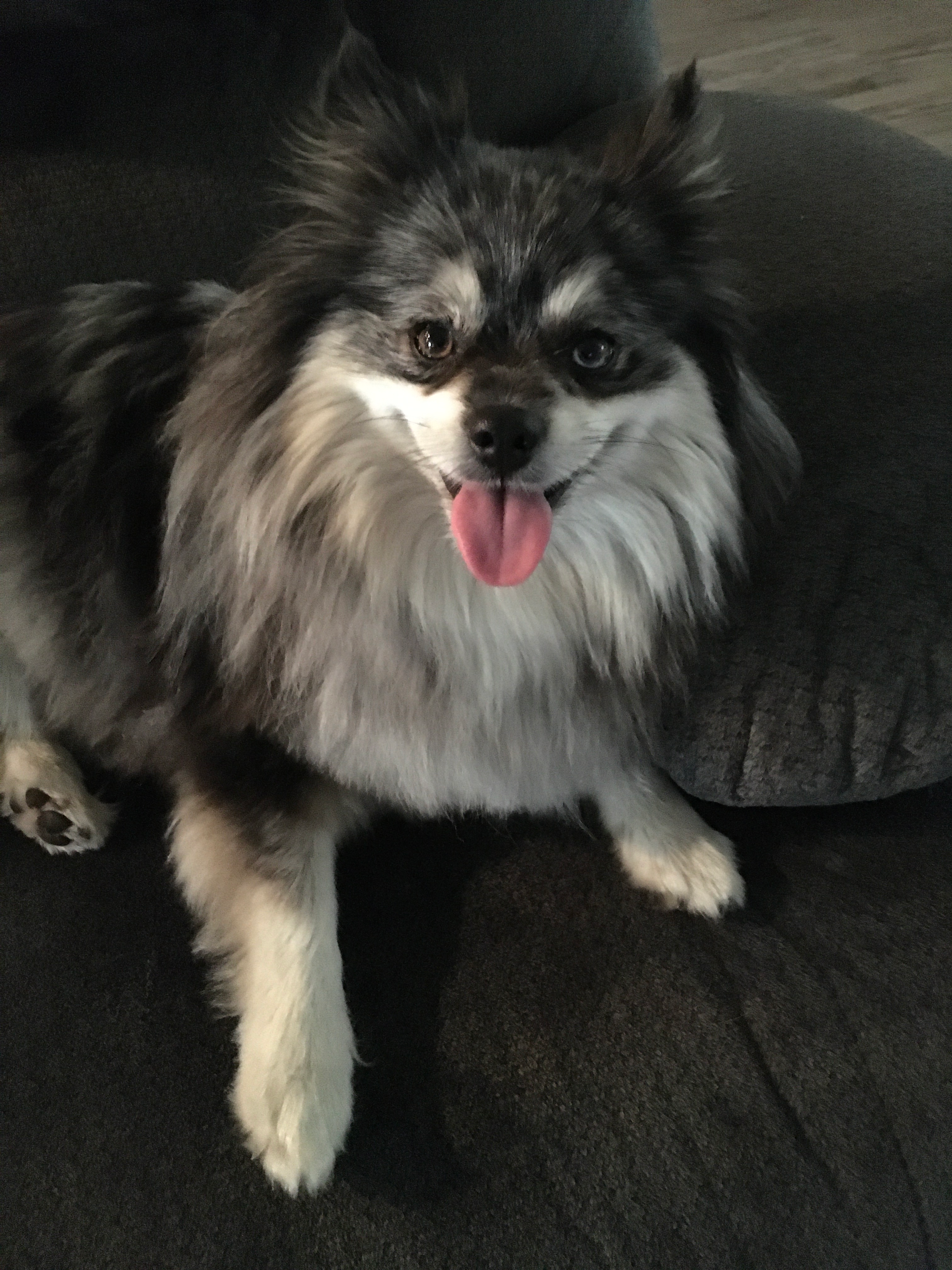 Small Pomeranian Purebred Pup