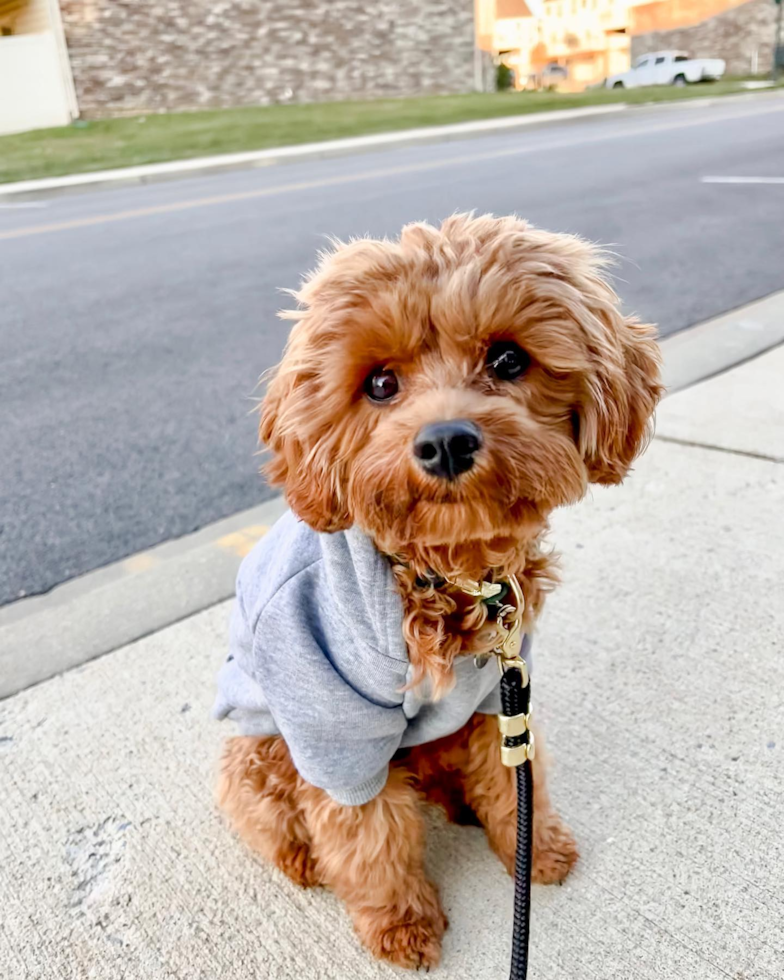 Energetic Cavoodle Poodle Mix Pup