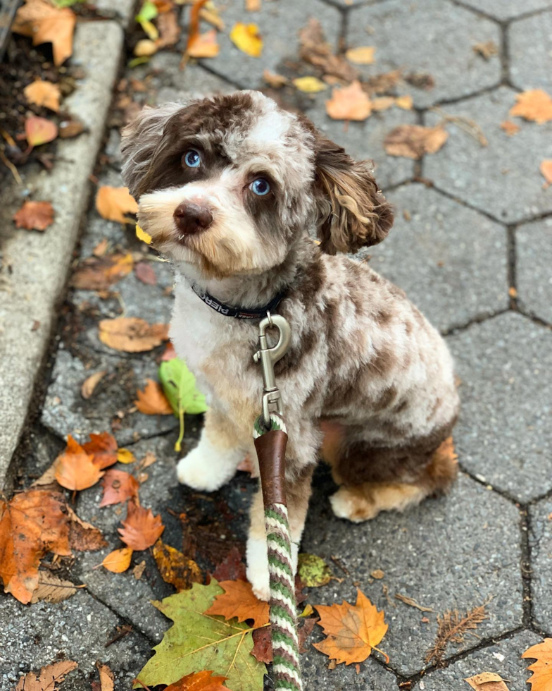 Friendly Mini Aussiedoodle Pup in Weston CT