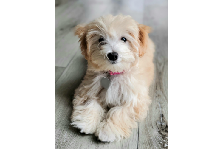 Best Maltipoo Baby