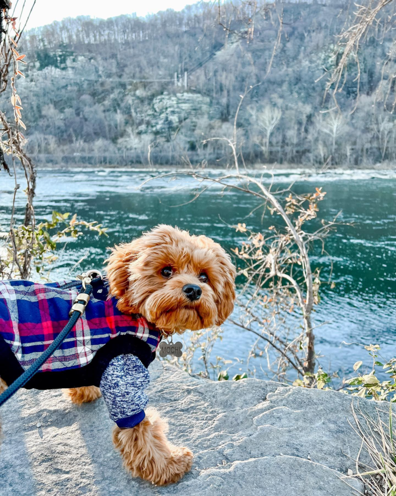 Funny Cavapoo Poodle Mix Pup