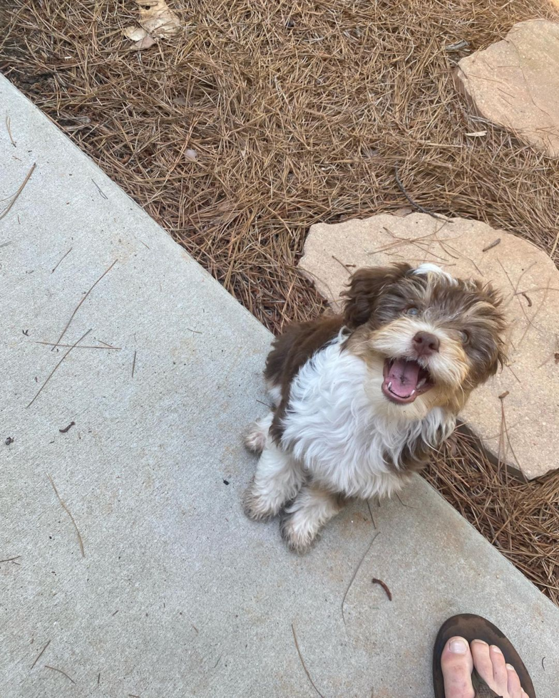 Mini Aussiedoodle Being Cute