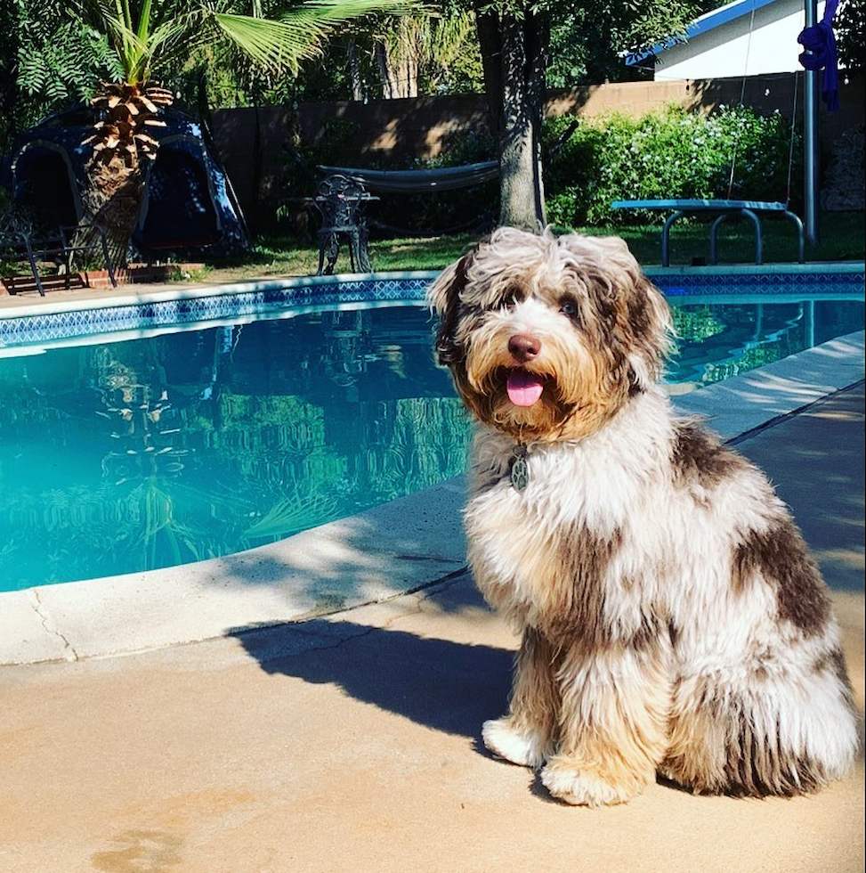 Playful Aussiepoo Poodle Mix Pup