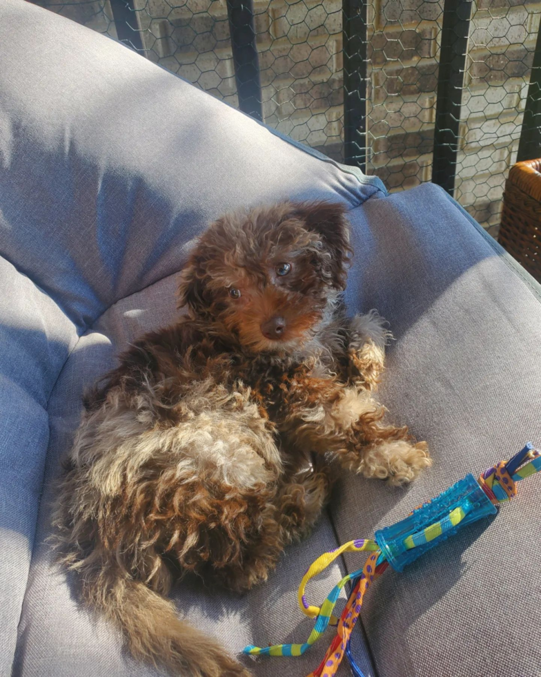 Happy Mini Labradoodle Pup in Wood Dale IL