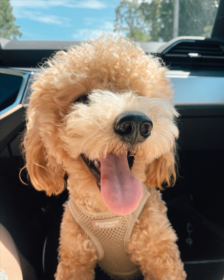 Fluffy Poochon Poodle Mix Pup