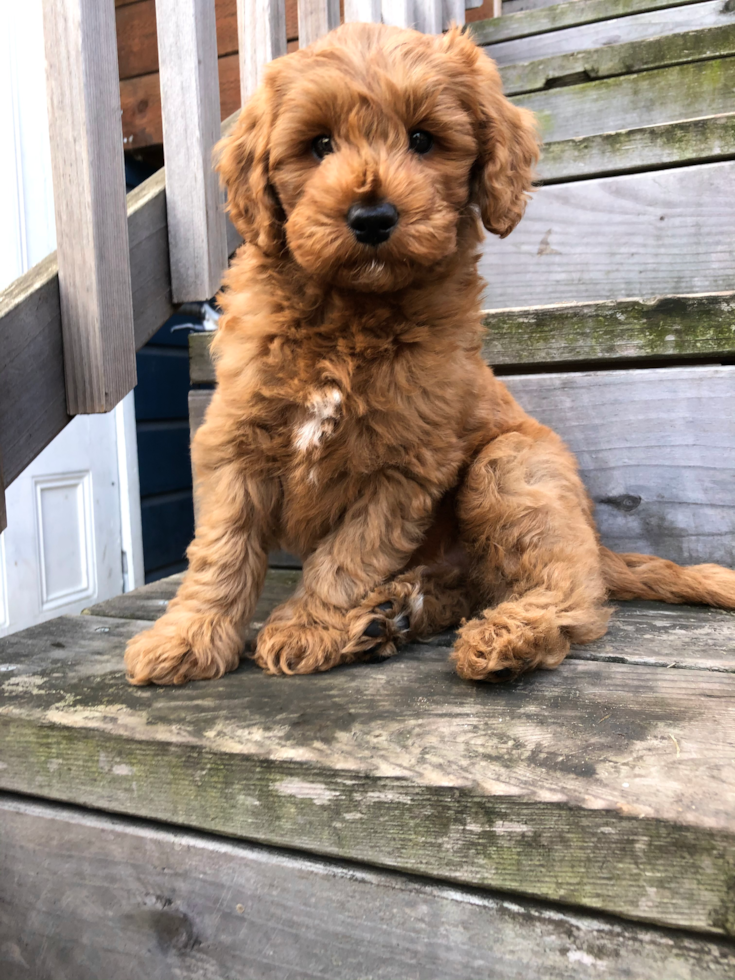 Oakland Mini Goldendoodle Pup