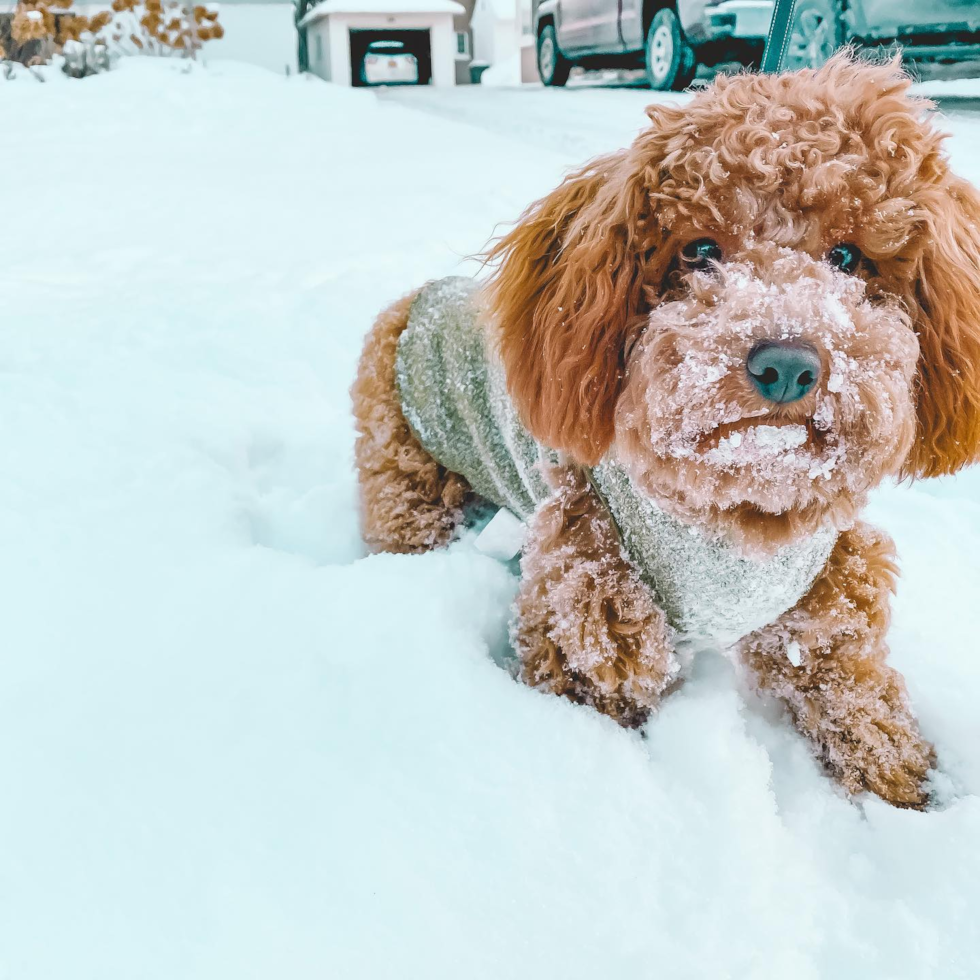 Sweet Poodle Pup in Oneida NY