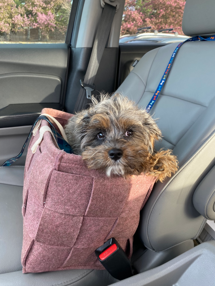 Popular Cavapoo Poodle Mix Pup