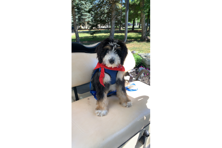 Popular Mini Bernedoodle Poodle Mix Pup