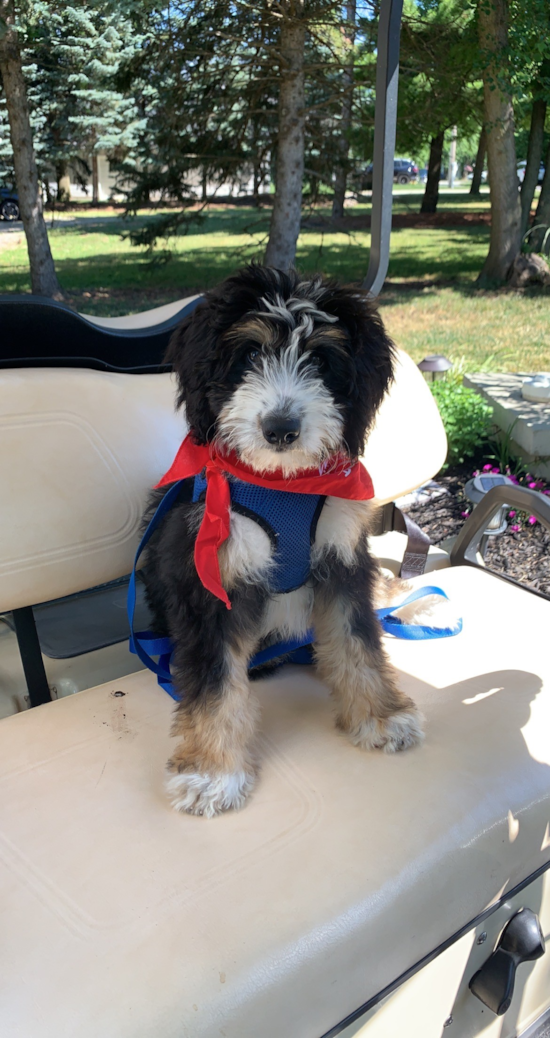 Happy Mini Bernedoodle Pup in