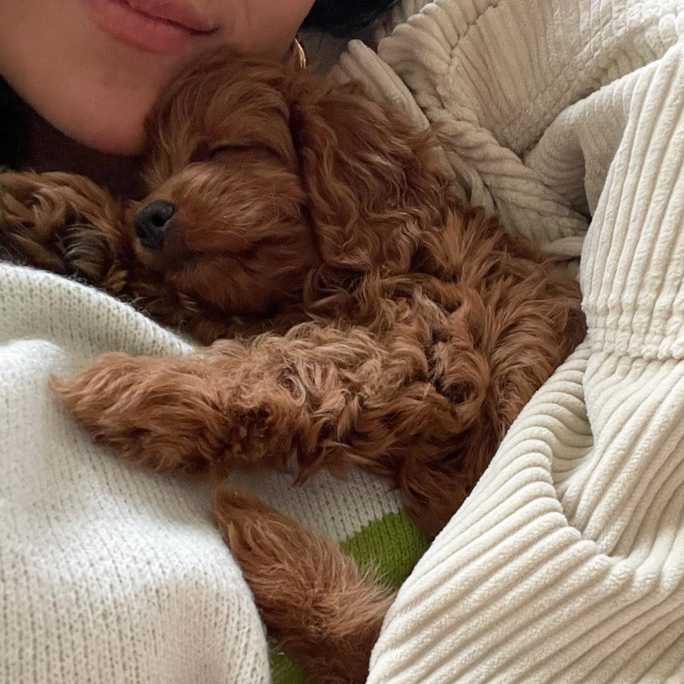 Pleasant Ridge Cavapoo Pup