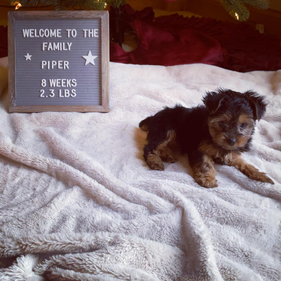 Adorable Yorkshire Terrier Pup in Zanesville OH