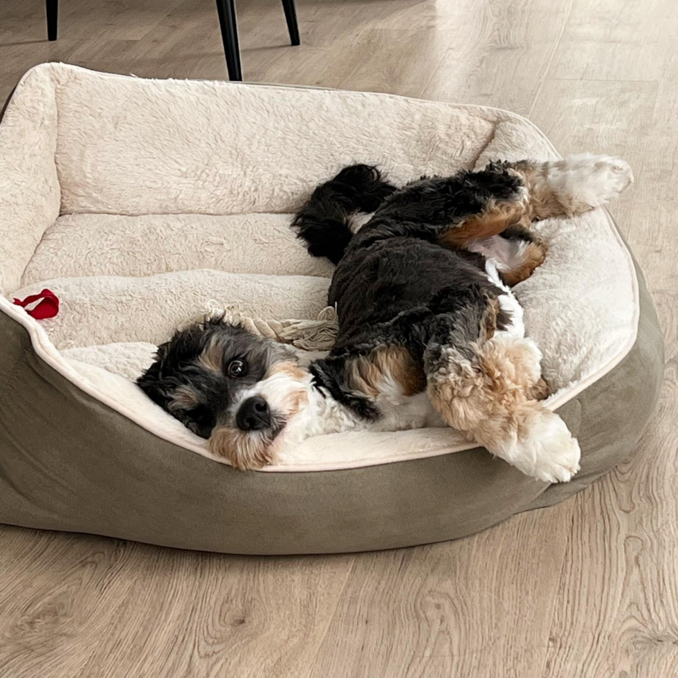 Mini Bernedoodle Being Cute