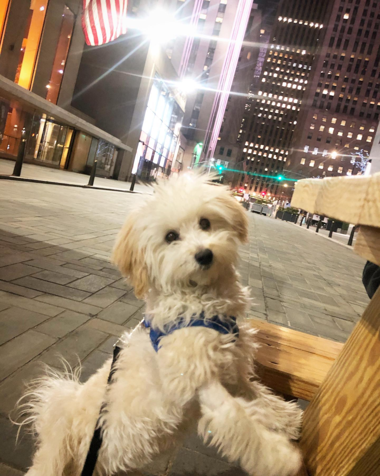 Petite Maltipoo Poodle Mix Pup