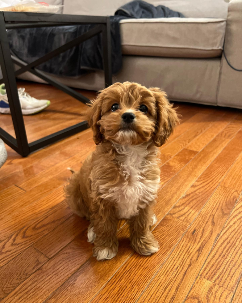 Friendly Cavapoo Pup