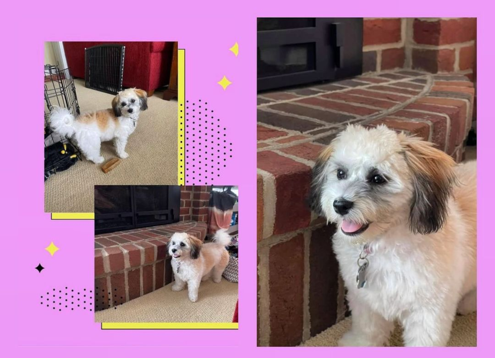 Fluffy Havanese Purebred Pup