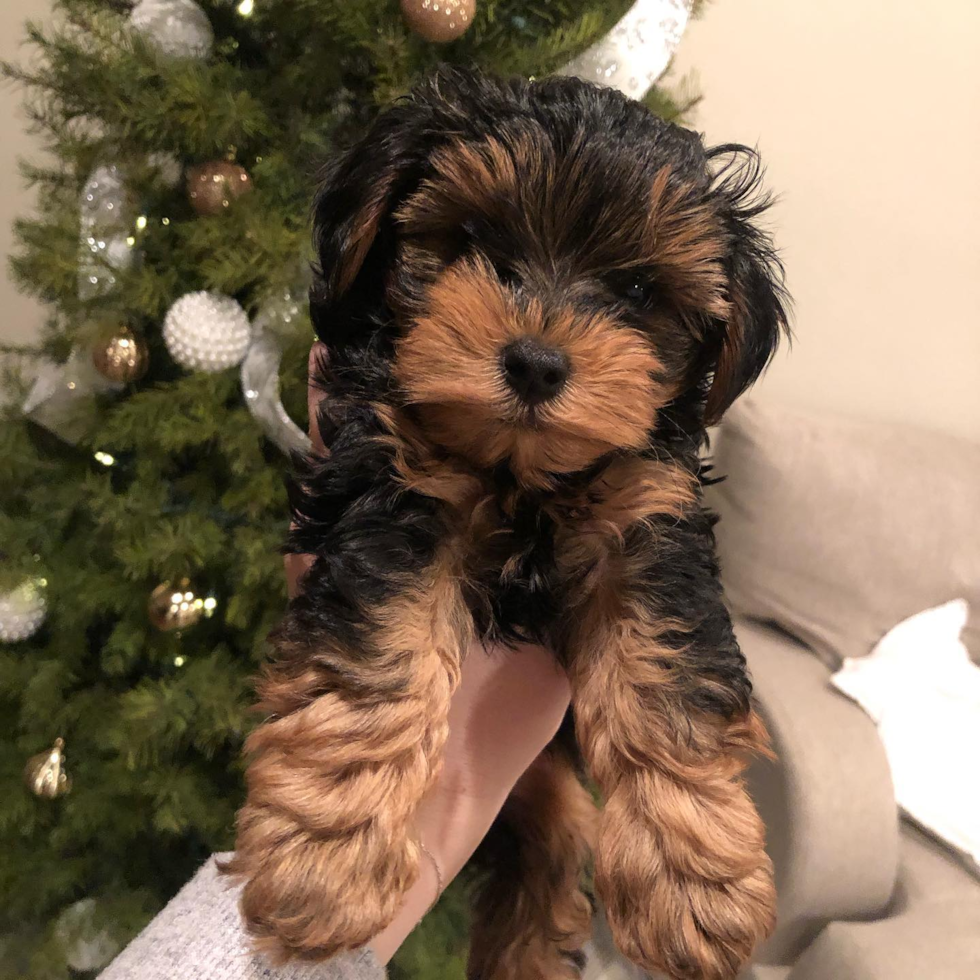 Smart Yorkie Poo Poodle Mix Pup