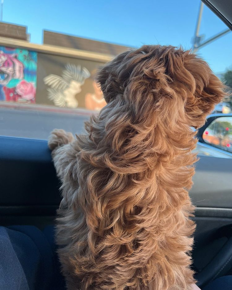 Mini Goldendoodle Being Cute