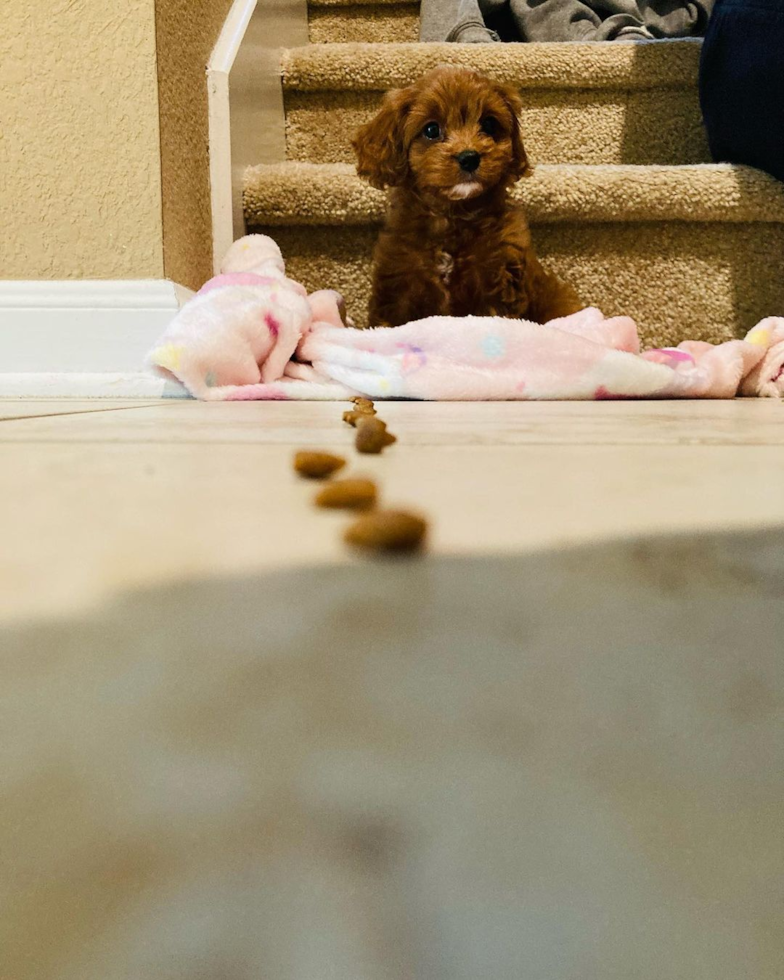 Sweet Cavapoo Pup