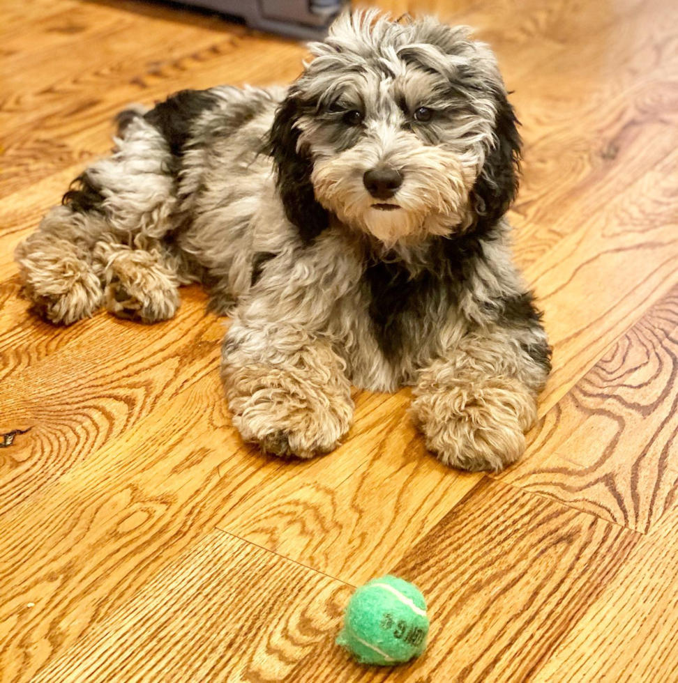 Petite Mini Sheepadoodle Poodle Mix Pup