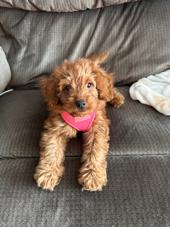 Friendly Mini Goldendoodle Pup in