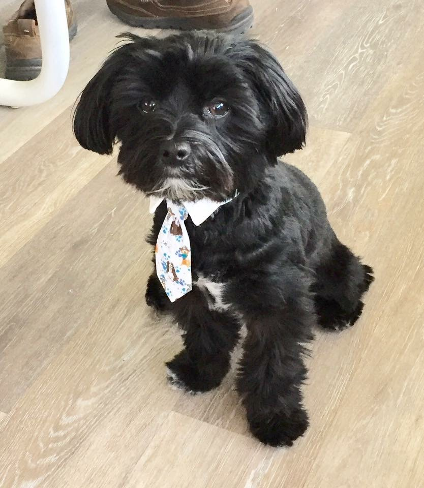 Morkie Pup Being Cute