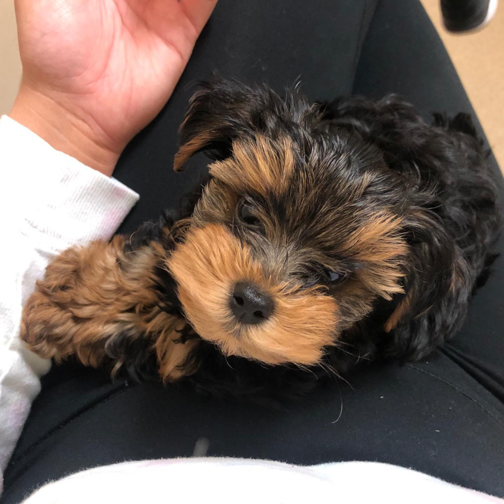 Funny Yorkie Poo Poodle Mix Pup