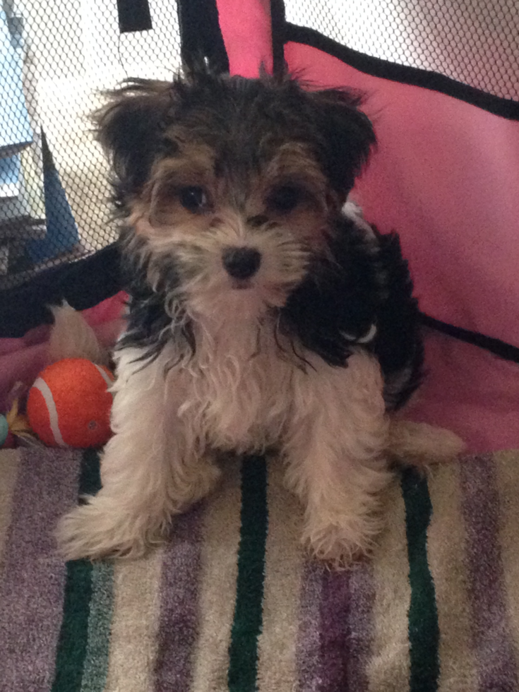 Petite Morkie Designer Pup