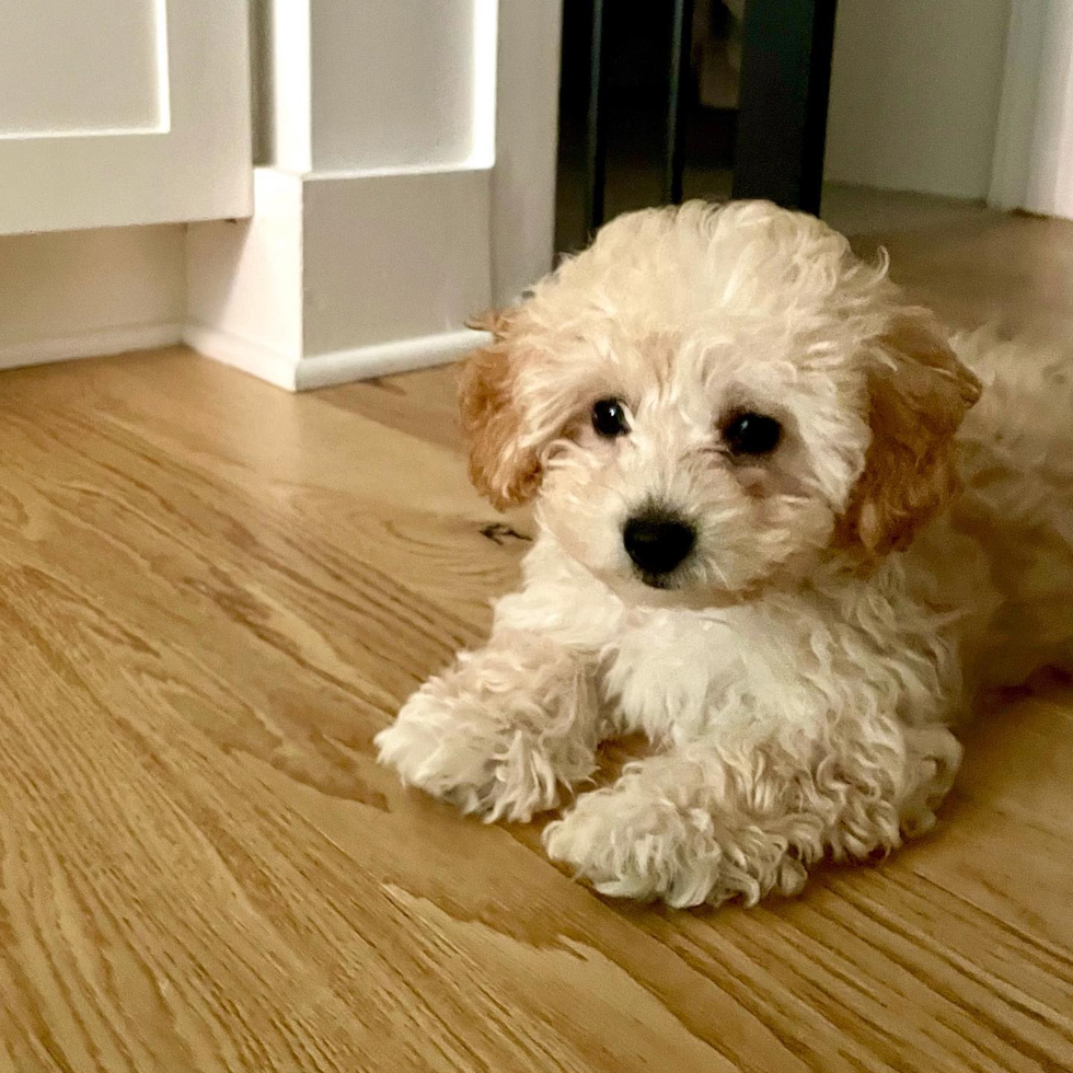 Small Poochon Pup in WASHINGTON DC