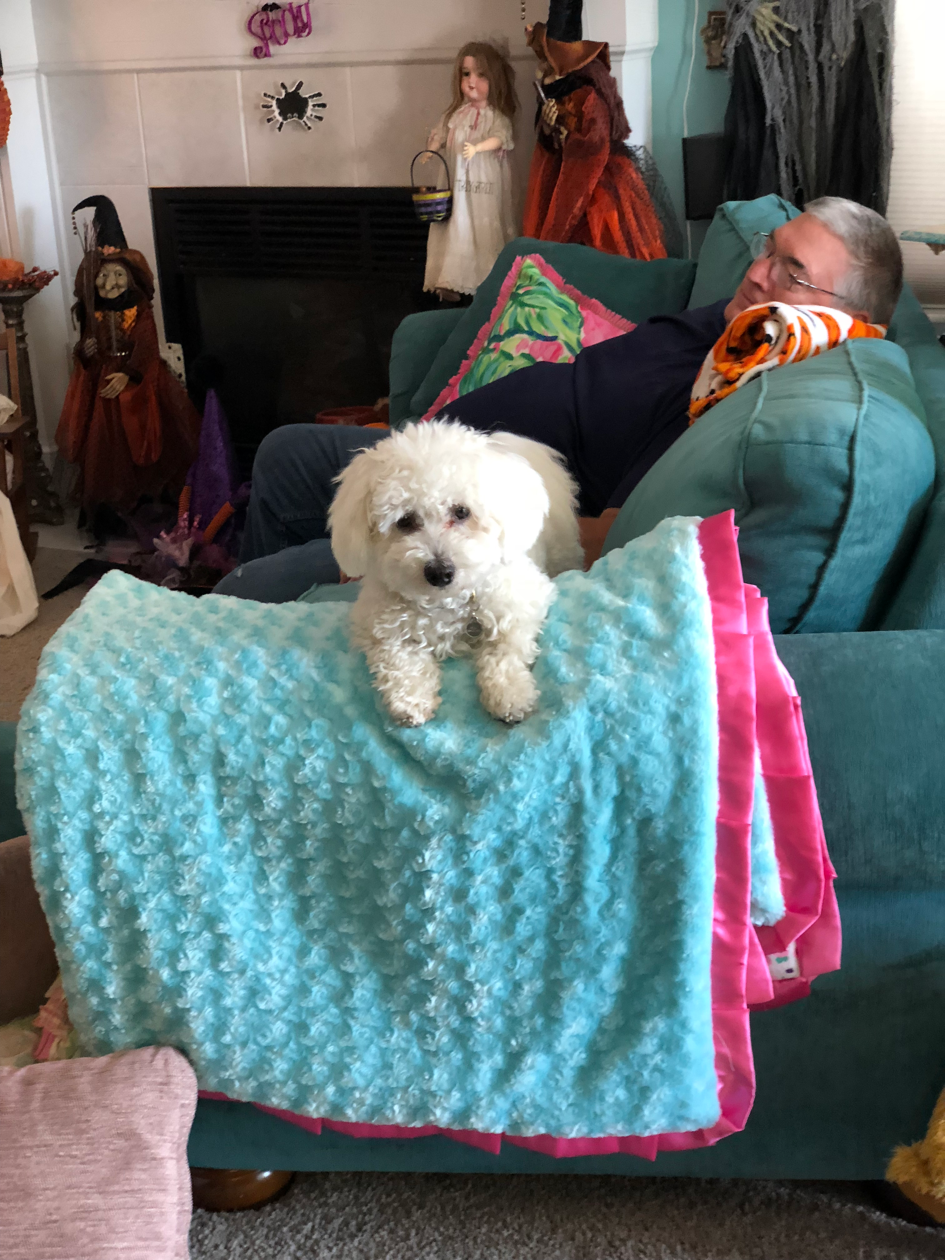 Bichon Frise Puppy for Adoption
