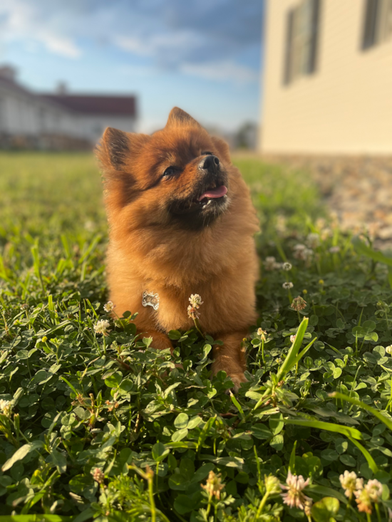 Pomeranian Pup