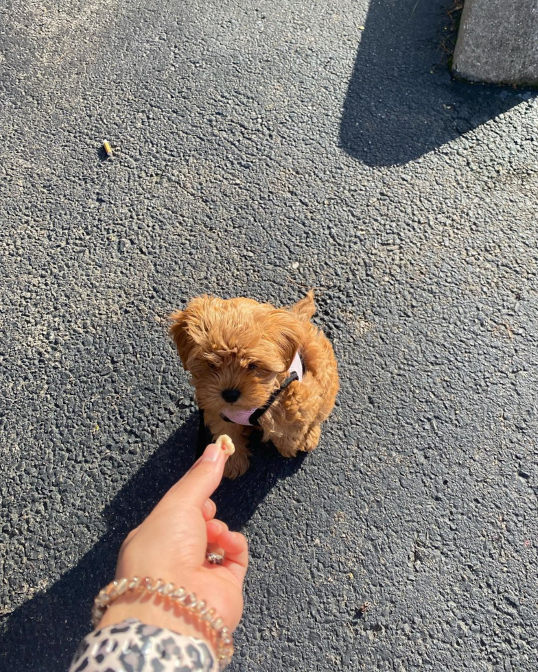 Adorable Cavoodle Poodle Mix Pup