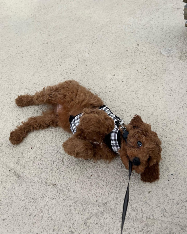 Petite Cockapoo Poodle Mix Pup