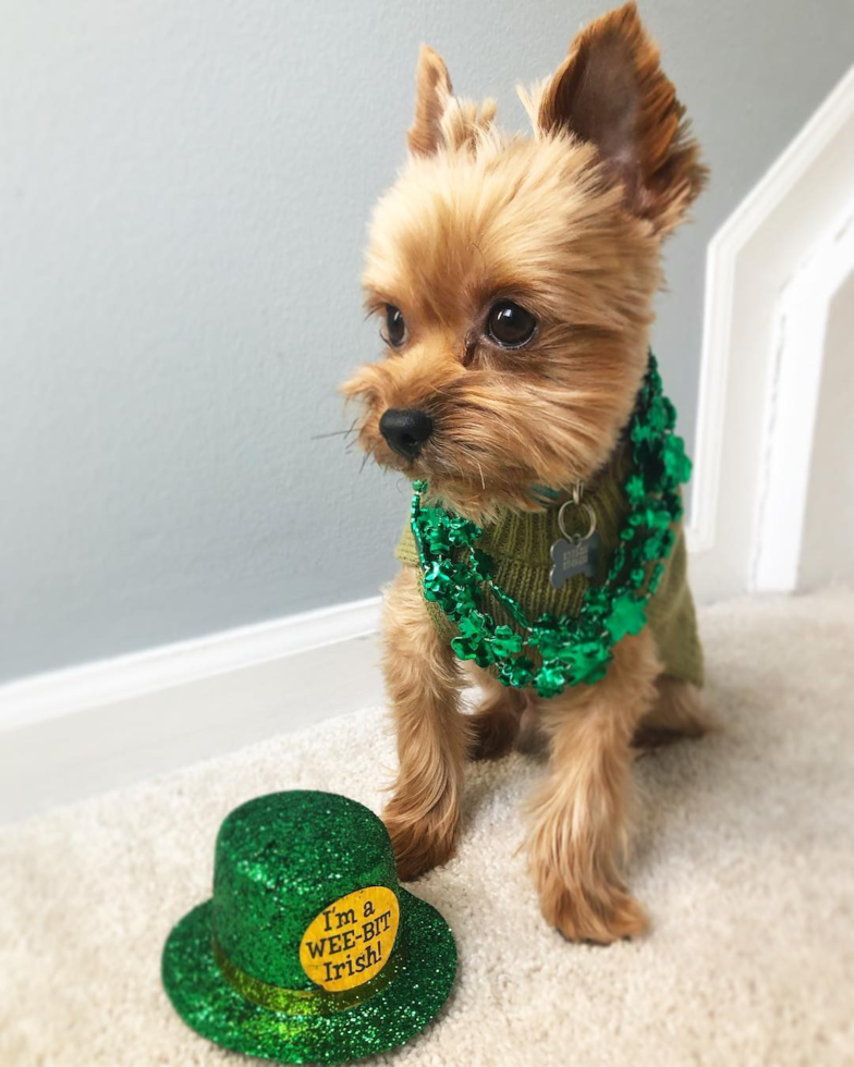 Little Yorkshire Terrier Purebred Pup