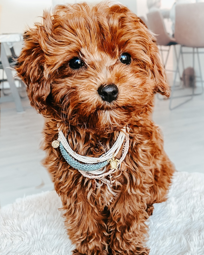 Hypoallergenic Cavoodle Poodle Mix Pup