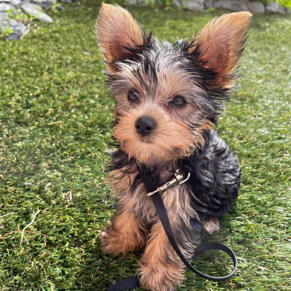 Little Yorkshire Terrier Pup