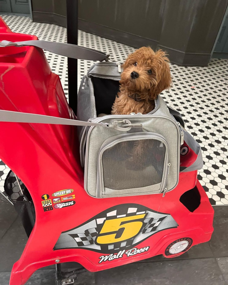 San Diego Mini Goldendoodle Pup