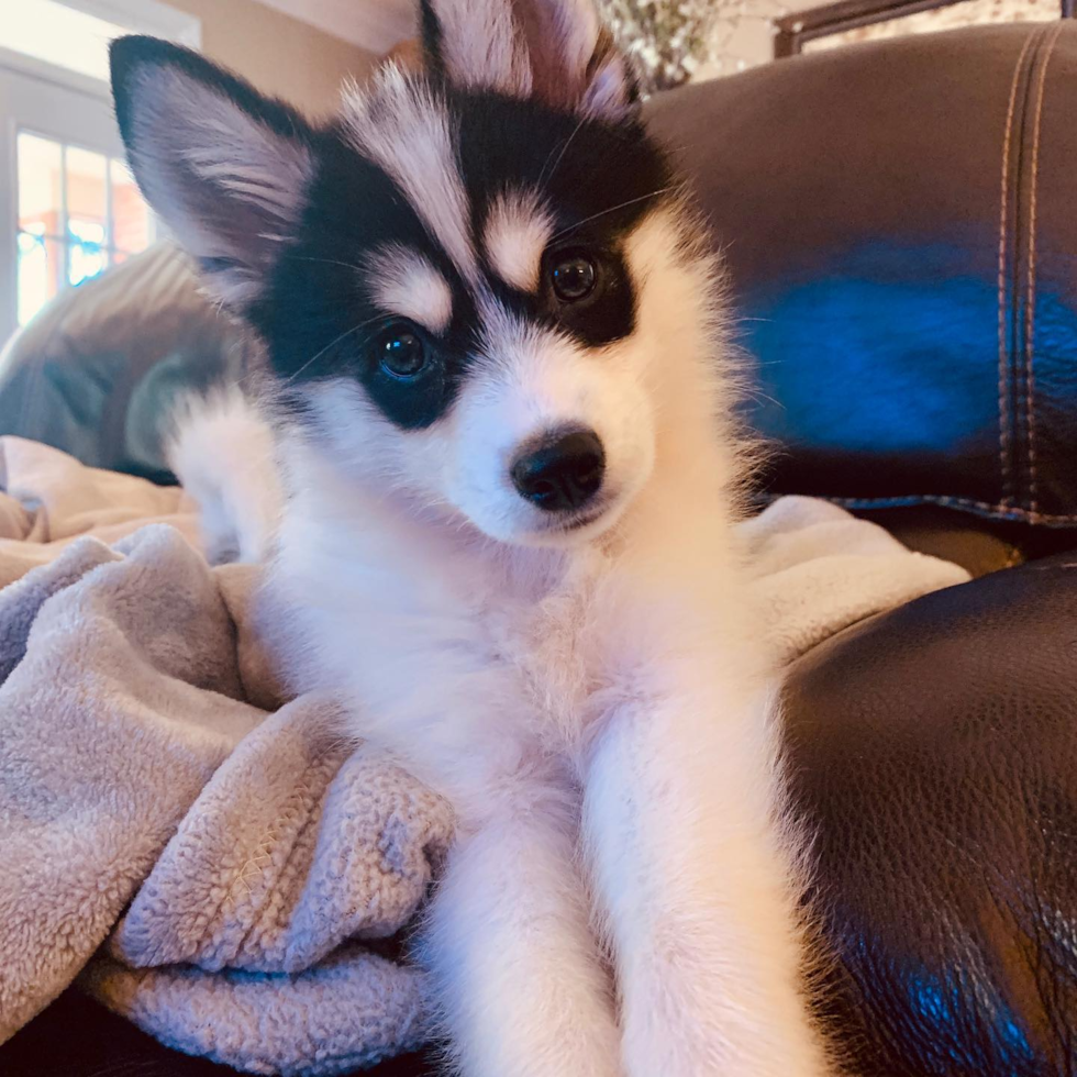 Cute Pomsky Pup