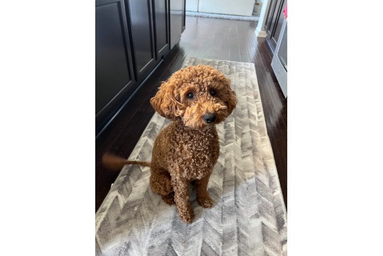 Adorable Golden Retriever Poodle Mix Puppy