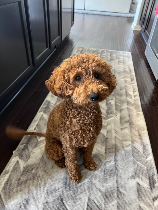 Fluffy Mini Goldendoodle Poodle Mix Pup