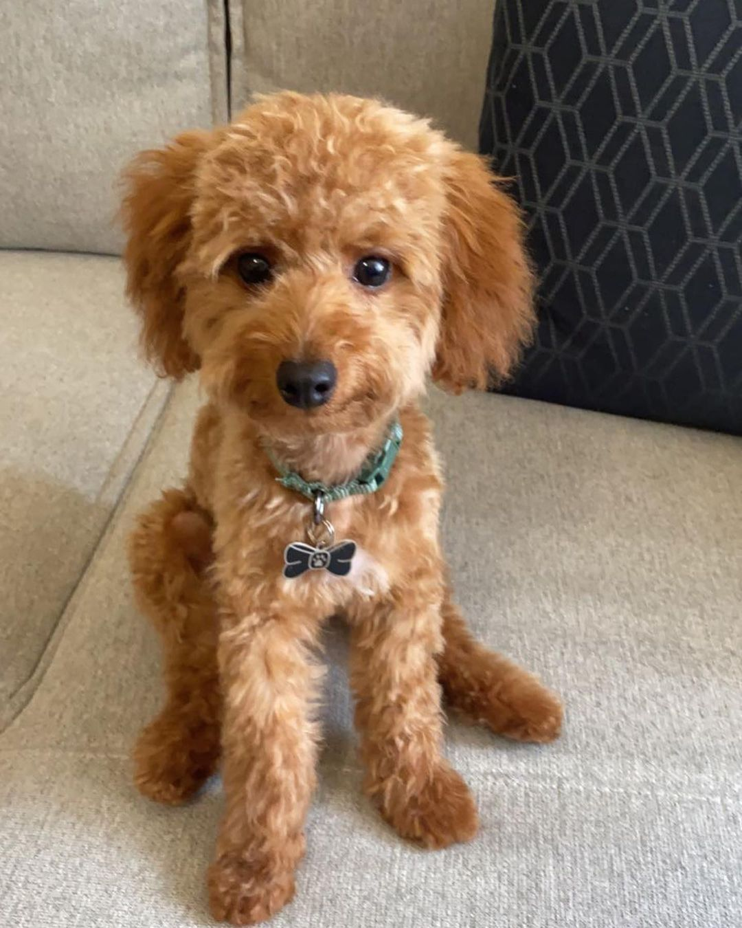 Small Cockapoo Baby