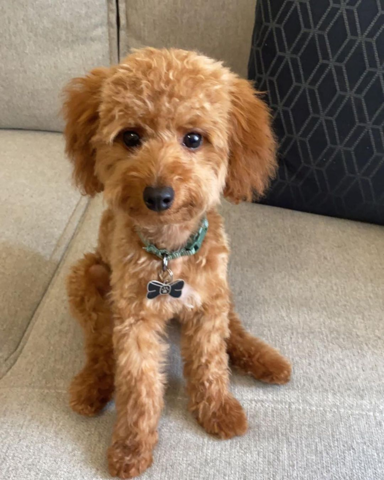 Playful Cockerpoo Poodle Mix Pup