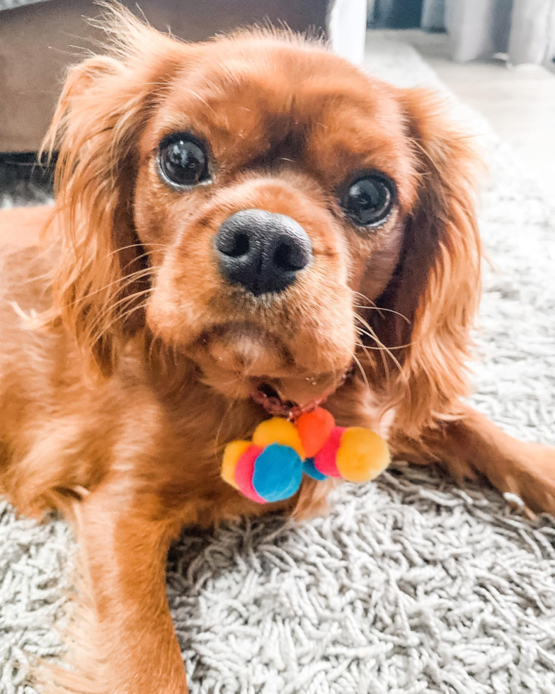 Popular Cavalier King Charles Spaniel Purebred Pup