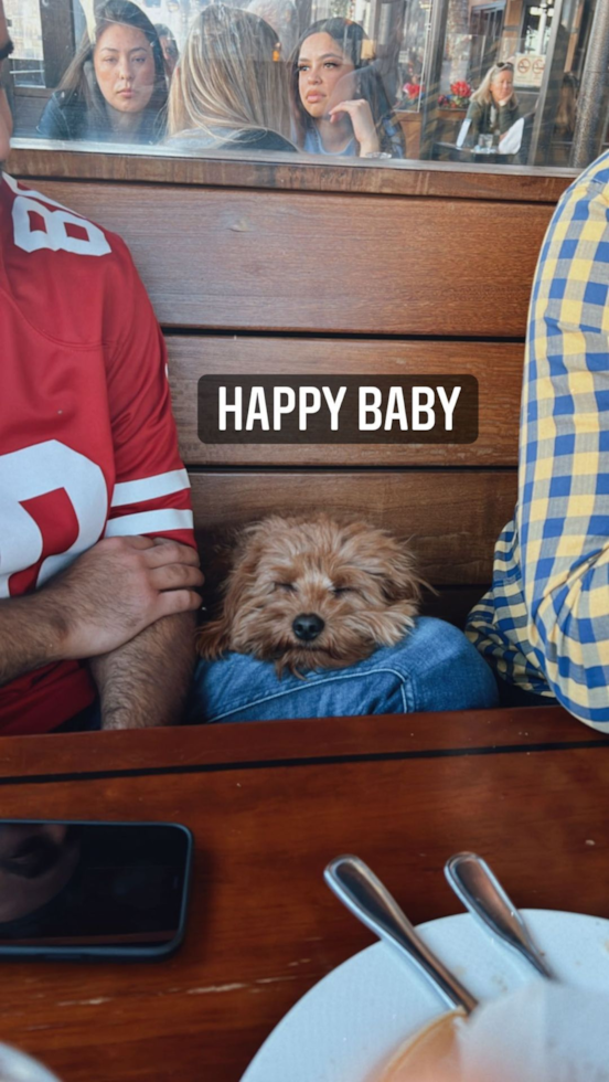 Friendly Cavapoo Pup