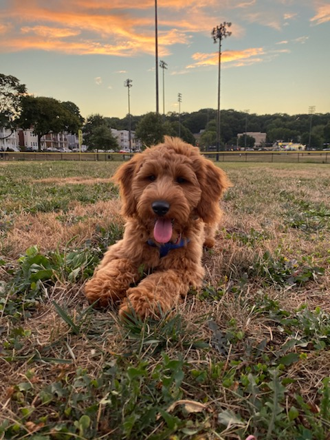 Best Mini Goldendoodle Baby
