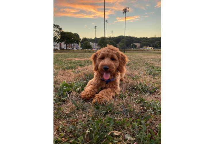 Best Mini Goldendoodle Baby