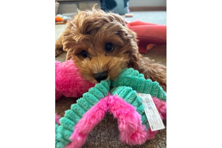 Happy Cavapoo Baby