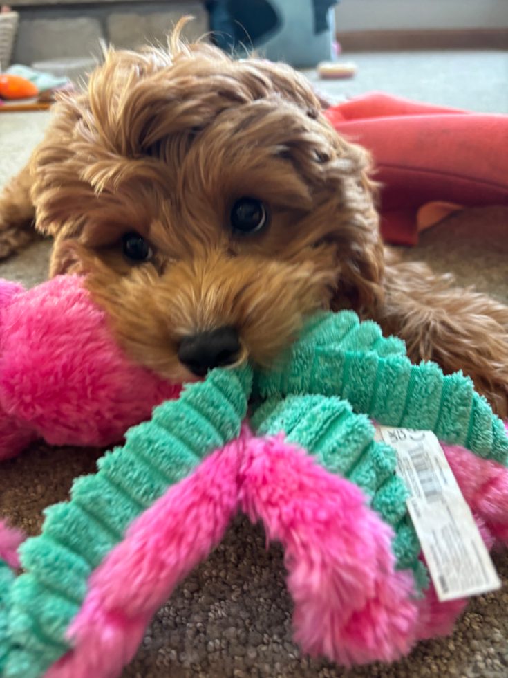 Cavapoo Pup