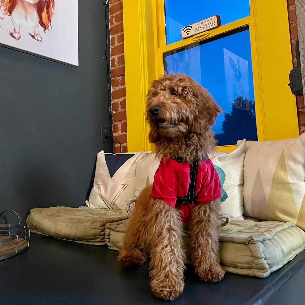 Small Mini Goldendoodle Pup