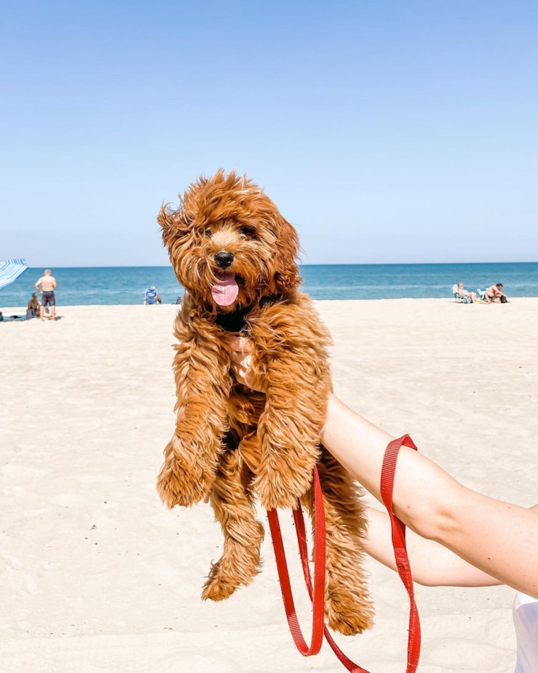 Chicago Cavapoo Pup